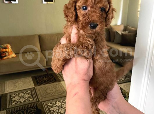 Toy Boy Büyümeyen Orjinal Poodle Yavrularım görsel