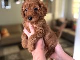 Toy boy büyümeyen orjinal poodle yavrularım