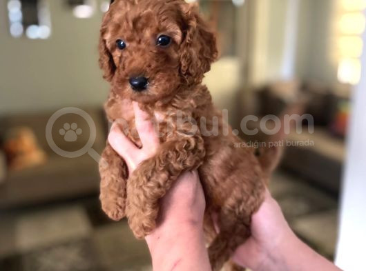 Toy Boy Büyümeyen Orjinal Poodle Yavrularım