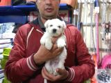 Korean Maltese Terrier Yavruları Mama Ve Malzeme Kampanyalı