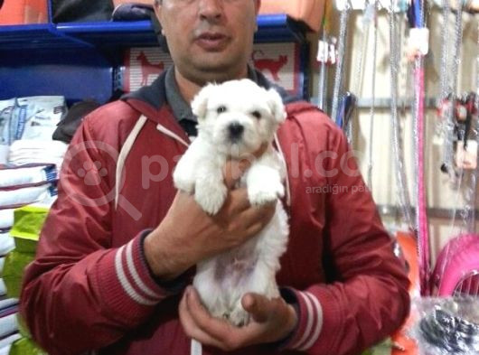 Korean Maltese Terrier Yavruları Mama Ve Malzeme Kampanyalı görsel