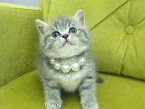 British Shorthair Oyuncu Güzel Kızım