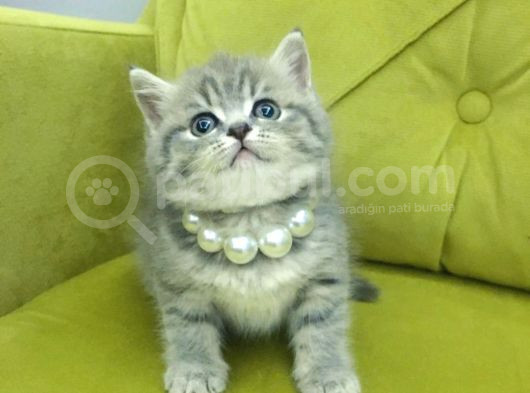 British Shorthair Oyuncu Güzel Kızım görsel