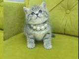 British Shorthair Oyuncu Güzel Kızım