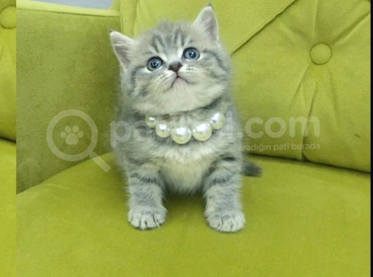 British Shorthair Oyuncu Güzel Kızım görsel