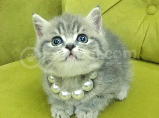 British Shorthair Oyuncu Güzel Kızım görsel