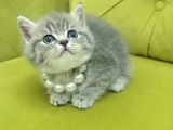 British shorthair oyuncu güzel kızım