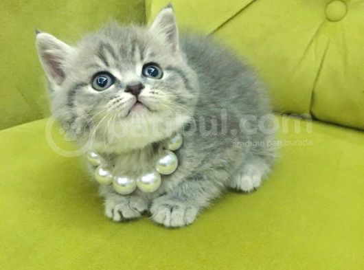 British Shorthair Oyuncu Güzel Kızım