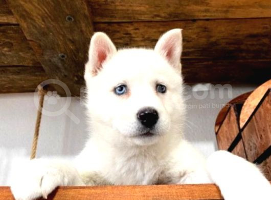 Kari̇zmati̇k Yakışıklı Husky Yavrularimiz