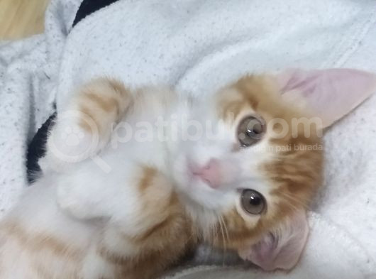 Bebekleri̇me Yuva Ücretsizdir