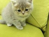 British Shorthair Minnoş Kızım Teslime Hazır