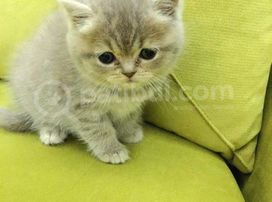 British Shorthair Minnoş Kızım Teslime Hazır görsel
