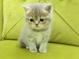 British Shorthair Minnoş Kızım Teslime Hazır