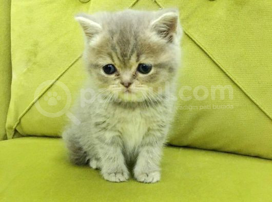 British Shorthair Minnoş Kızım Teslime Hazır görsel