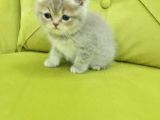 British Shorthair Minnoş Kızım Teslime Hazır