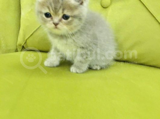 British Shorthair Minnoş Kızım Teslime Hazır görsel