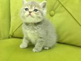 British Shorthair Minnoş Kızım Teslime Hazır