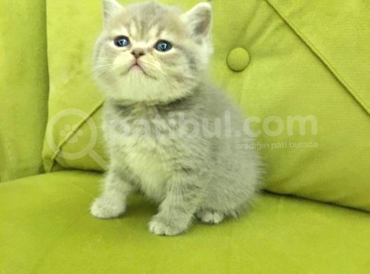 British Shorthair Minnoş Kızım Teslime Hazır görsel