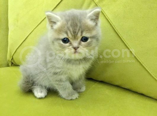 British Shorthair Minnoş Kızım Teslime Hazır