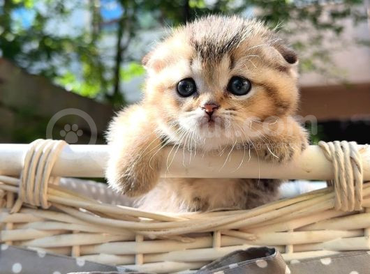 Sertifikalı Full Şcrli Golden Scottish Fold görsel