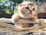 Sertifikalı Full Şcrli Golden Scottish Fold