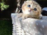 Sertifikalı Full şcrli Golden Scottish Fold
