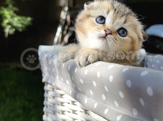 Sertifikalı Full Şcrli Golden Scottish Fold