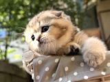 Sertifikalı Full Şcrli Golden Scottish Fold
