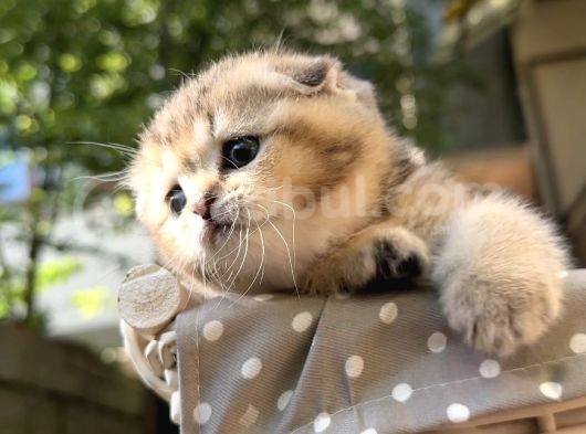Sertifikalı Full Şcrli Golden Scottish Fold görsel