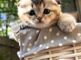 Sertifikalı Full Şcrli Golden Scottish Fold