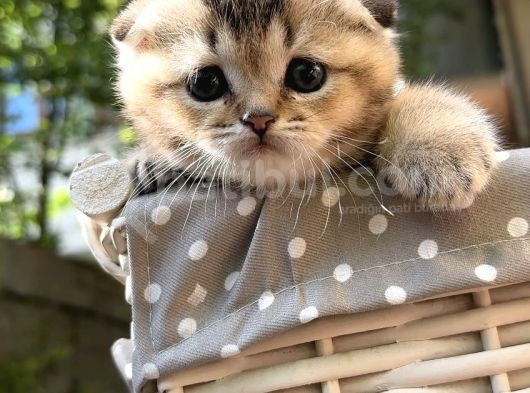 Sertifikalı Full Şcrli Golden Scottish Fold görsel