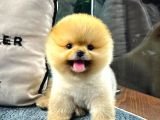 Mükemmel Güzellikte Pomeranian Boo Yavrular