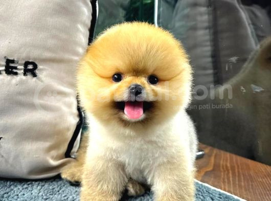 Mükemmel Güzellikte Pomeranian Boo Yavrular görsel