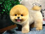 Mükemmel Güzellikte Pomeranian Boo Yavrular