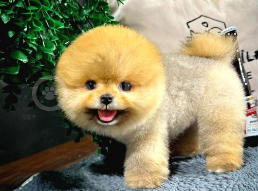 Mükemmel Güzellikte Pomeranian Boo Yavrular görsel