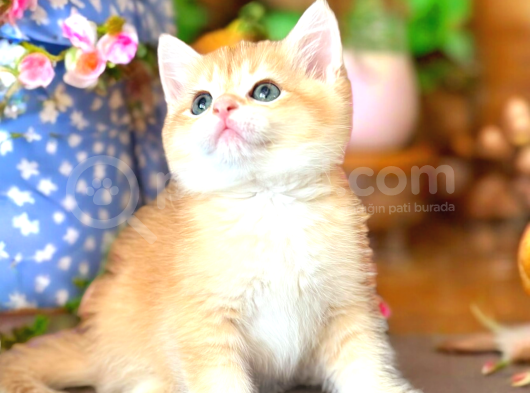 Lisanslı Üreticiden Golden Bebekler görsel