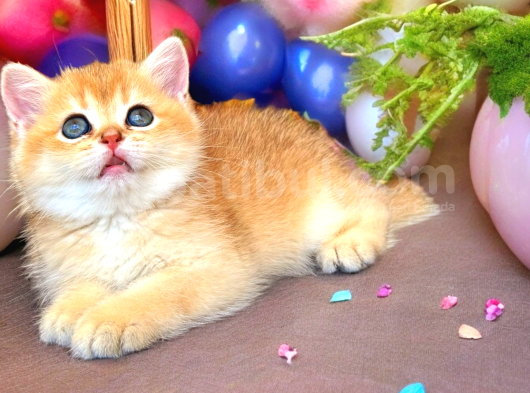 Lisanslı Üreticiden Golden Bebekler görsel