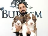 Dunyani̇n En Zeki̇ Irki Kizil Border Collie