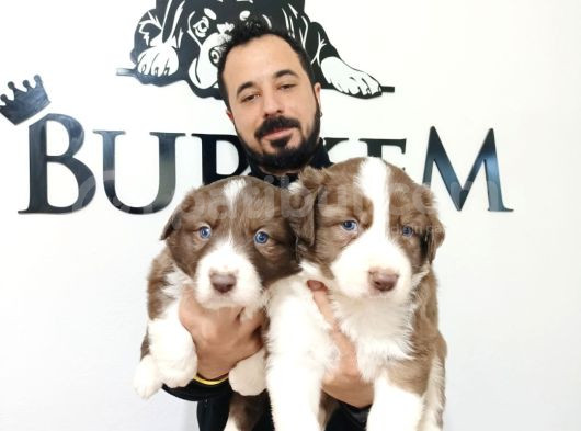 Dunyani̇n En Zeki̇ Irki Kizil Border Collie görsel