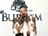Dunyani̇n En Zeki̇ Irki Kizil Border Collie