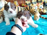 DUNYANİN EN ZEKİ IRKI KIZIL BORDER COLLIE