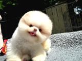 Muhteşem Güzelli̇kte Ayi Surat Pomerani̇an Boo Yavrularimiz