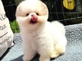 Muhteşem Güzelli̇kte Ayi Surat Pomerani̇an Boo Yavrularimiz