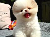 Muhteşem Güzelli̇kte Ayi Surat Pomerani̇an Boo Yavrularimiz