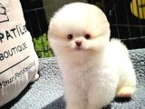 MUHTEŞEM GÜZELLİKTE AYI SURAT POMERANİAN BOO YAVRULARIMIZ