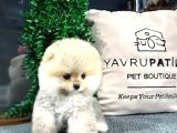Safkan ayısurat pomeranıan yavrularımız