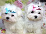 Korean Maltese Terrier Yavruları Mama Ve Malzeme Kampanyalı