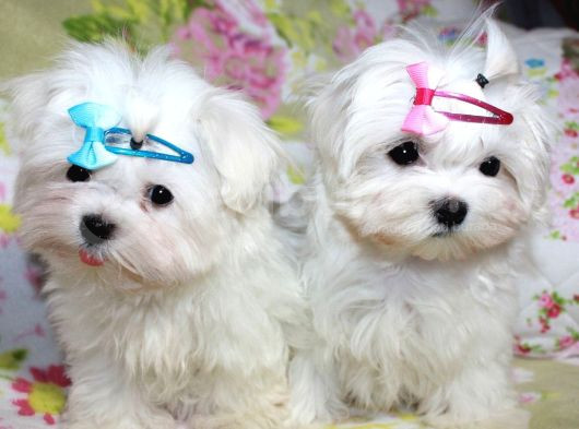 Korean Maltese Terrier Yavruları Mama Ve Malzeme Kampanyalı görsel