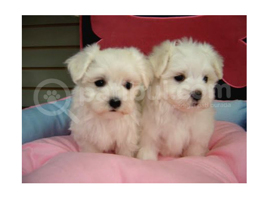 Korean Maltese Terrier Yavruları Mama Ve Malzeme Kampanyalı görsel