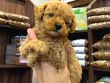 Teacup Poodle erkekler